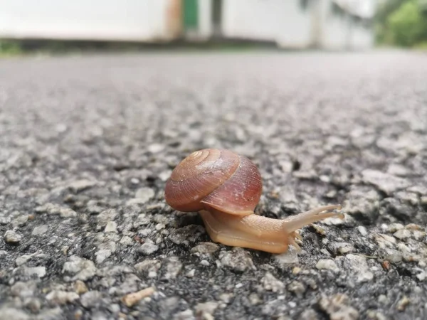 圆盘蜗牛在沥青路面上爬行 — 图库照片