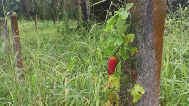 Footage Scene Wild Creeping Ripe Ivy Gourd Fruit Hanging Concrete — Stock Video