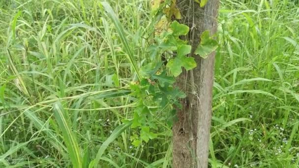 镜头场景野生爬行成熟的常春藤葫芦果实挂在混凝土杆子上 — 图库视频影像
