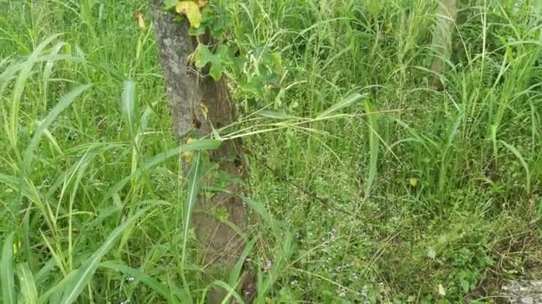 コンクリートの棒にぶら下がっている野生の這うような熟したツタのヒョウタンの果実のシーン — ストック動画