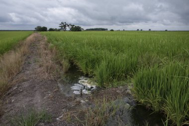 Islak çeltik tarlasında yetişen pirinç bitkisi.
