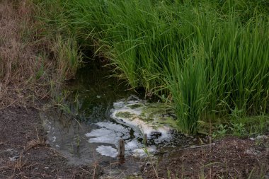 Islak çeltik tarlasında yetişen pirinç bitkisi.