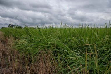 Islak çeltik tarlasında yetişen pirinç bitkisi.