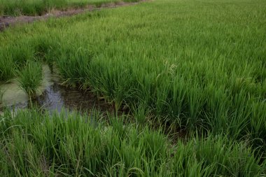 Islak çeltik tarlasında yetişen pirinç bitkisi.