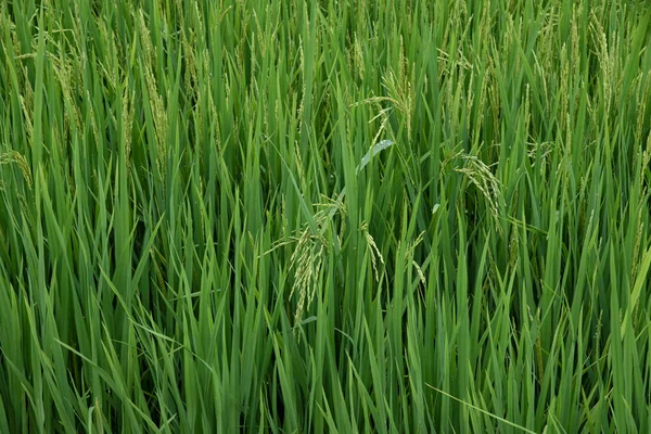 Risplante Det Våte Risbedet – stockfoto