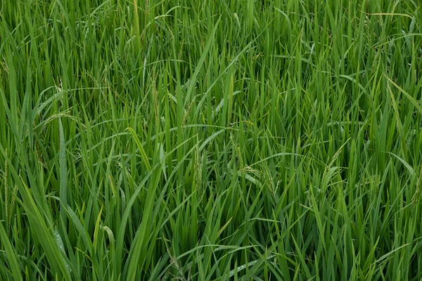 水田の上で栽培されている稲は — ストック写真