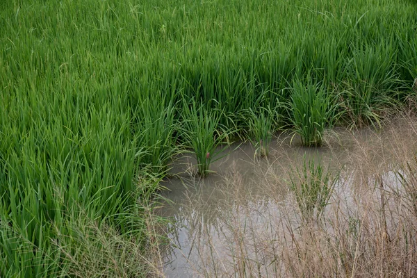 stock image rice plant growing on the wet paddy bed field.