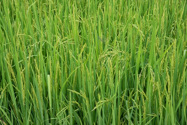 Φυτό Ρυζιού Που Φυτρώνει Στο Υγρό Ορυζώνα — Φωτογραφία Αρχείου