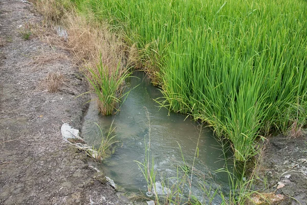 Islak çeltik tarlasında yetişen pirinç bitkisi.