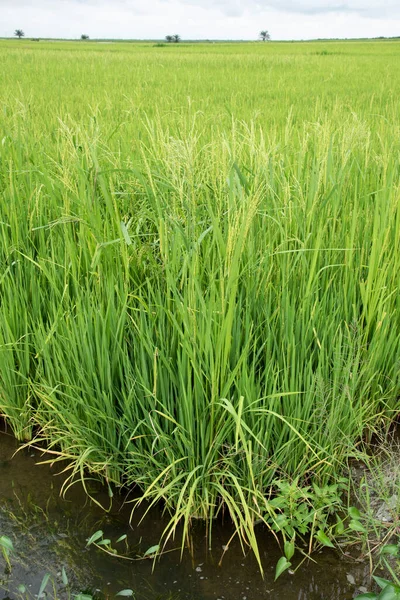 Rośliny Ryżu Rosnące Mokrym Polu Ryżu — Zdjęcie stockowe