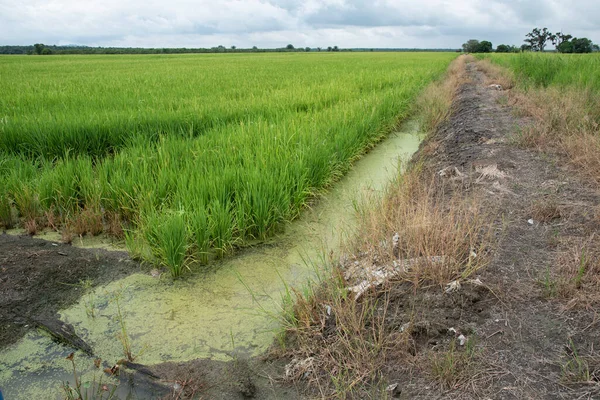 Rijstplant Het Natte Rijstveld — Stockfoto