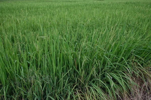 Rośliny Ryżu Rosnące Mokrym Polu Ryżu — Zdjęcie stockowe