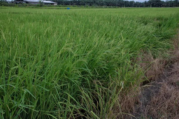 水稻生长在潮湿的稻田里 — 图库照片