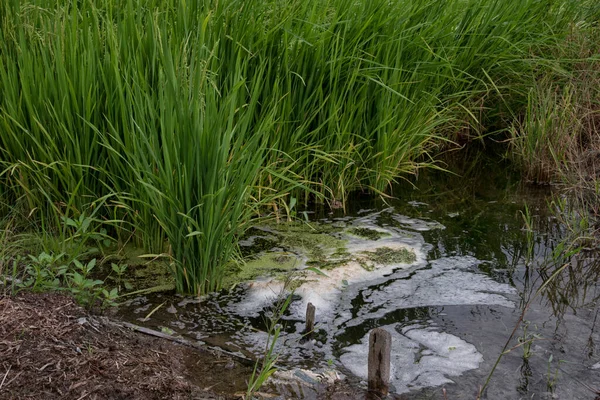 水稻生长在潮湿的稻田里 — 图库照片