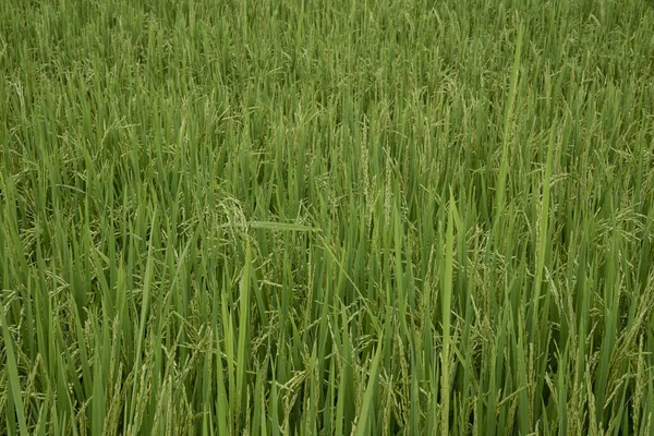 Рисовое Растение Растет Мокром Рисовом Поле — стоковое фото