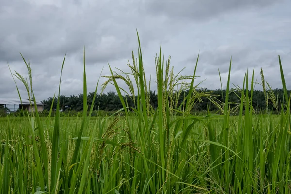 Rice Plant Growing Wet Paddy Bed Field — Stock Photo, Image
