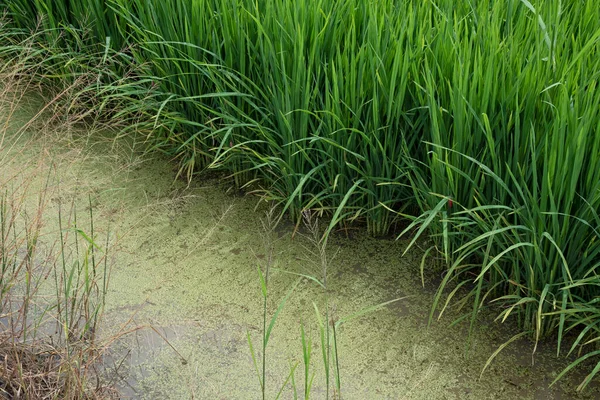 stock image rice plant growing on the wet paddy bed field.