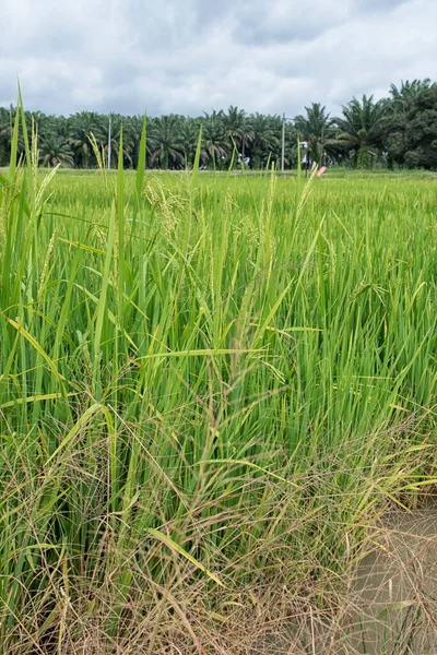 Rice Plant Growing Wet Paddy Bed Field — Stock Photo, Image