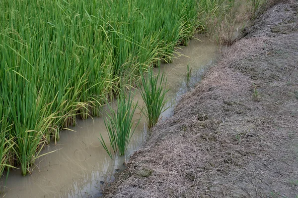Reispflanze Wächst Auf Dem Feuchten Reisbeet — Stockfoto