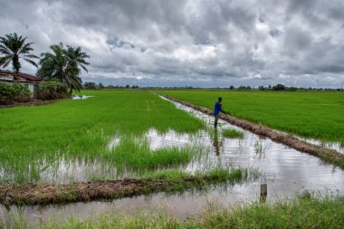 Yağmurdan sonra ıslak çeltik tarlası sahnesi 