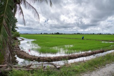 Yağmurdan sonra ıslak çeltik tarlası sahnesi 