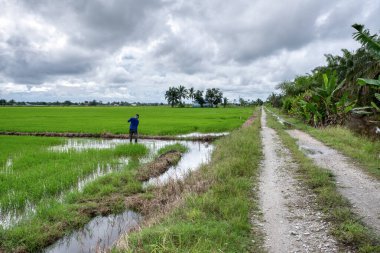 Yağmurdan sonra ıslak çeltik tarlası sahnesi 