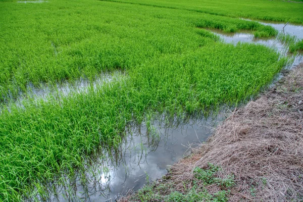 Mokre Pole Ryżowe Scena Gospodarstwa Deszczu — Zdjęcie stockowe