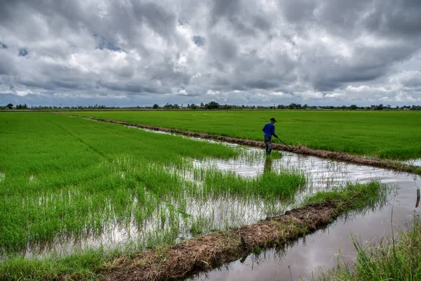 Die Nasse Reisfeldszene Nach Dem Regen — Stockfoto