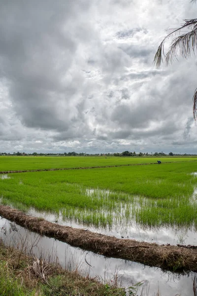 Campo Arroz Húmedo Escena Granja Después Lluvia —  Fotos de Stock