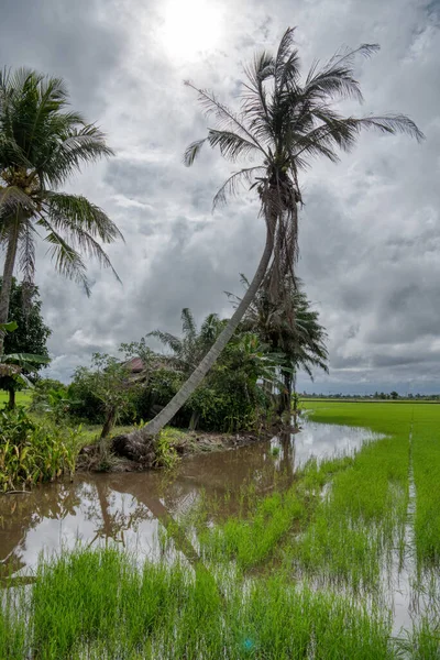 Mokre Pole Ryżowe Scena Gospodarstwa Deszczu — Zdjęcie stockowe
