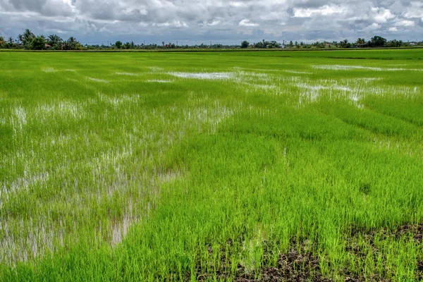 Die Nasse Reisfeldszene Nach Dem Regen — Stockfoto