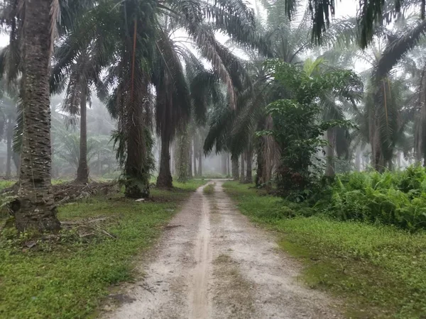 棕榈油种植园雾蒙蒙的早晨 — 图库照片