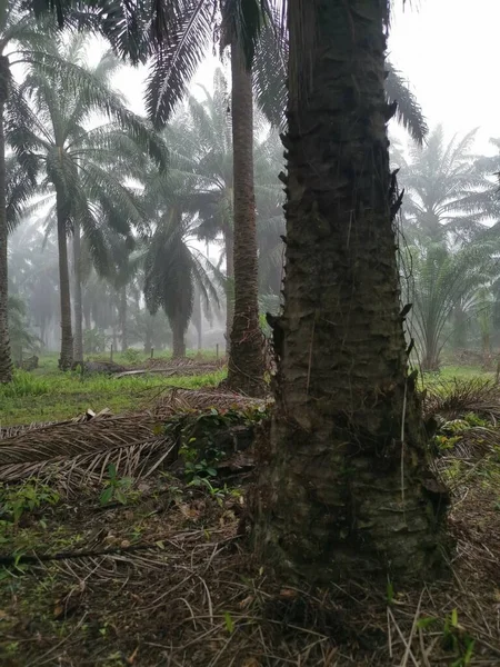 Mglisty Poranek Plantacji Oleju Palmowego — Zdjęcie stockowe