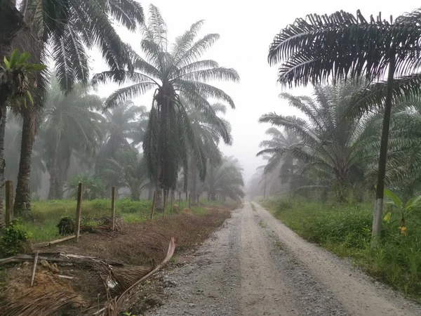Nebliger Morgen Auf Der Palmölplantage — Stockfoto