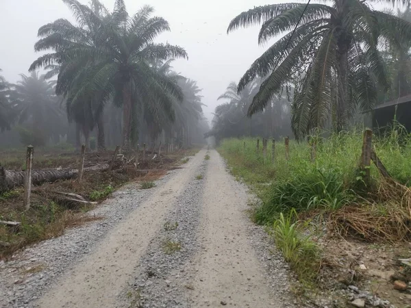 Mglisty Poranek Plantacji Oleju Palmowego — Zdjęcie stockowe
