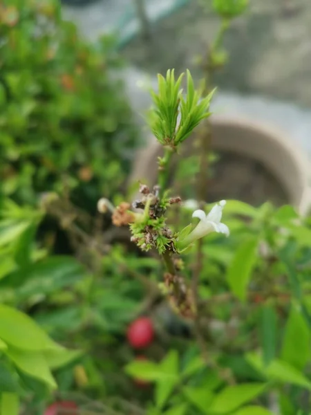 Pot Phaleria Macrocarpa Fruit Houseplant — Stock Photo, Image