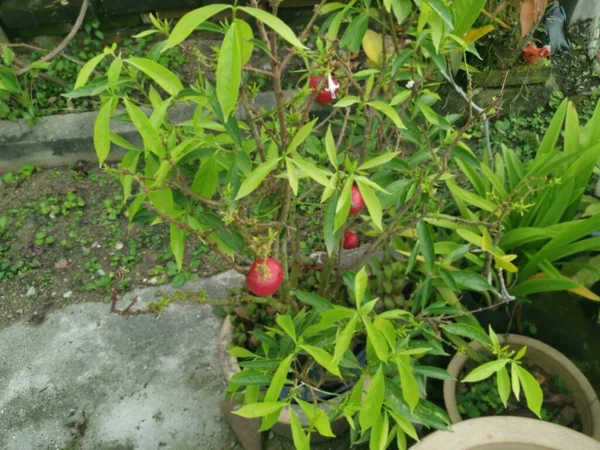 Topf Der Phaleria Macrocarpa Fruchthauspflanze — Stockfoto