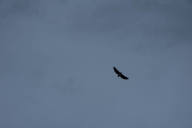 Ufuk denizinin üzerinde uçan bir kartal..