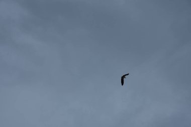 Ufuk denizinin üzerinde uçan bir kartal..