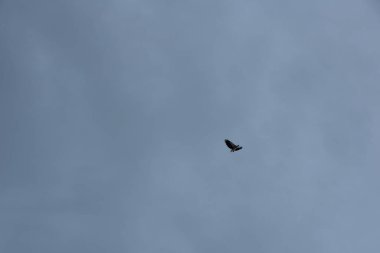 Ufuk denizinin üzerinde uçan bir kartal..