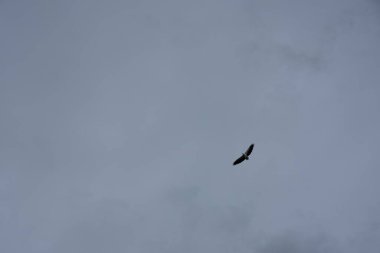 Ufuk denizinin üzerinde uçan bir kartal..