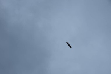 Ufuk denizinin üzerinde uçan bir kartal..