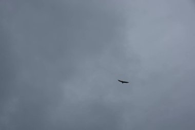 Ufuk denizinin üzerinde uçan bir kartal..