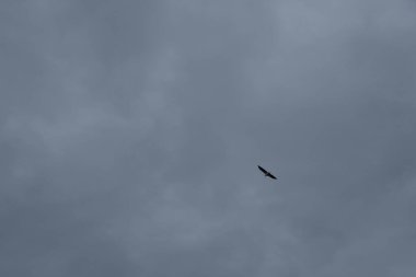 Ufuk denizinin üzerinde uçan bir kartal..