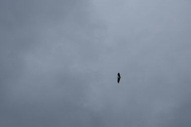 Ufuk denizinin üzerinde uçan bir kartal..