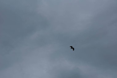 Ufuk denizinin üzerinde uçan bir kartal..