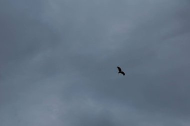 Ufuk denizinin üzerinde uçan bir kartal..