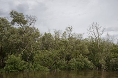 Mangrov ormanı sahil kıyısında yetişir..