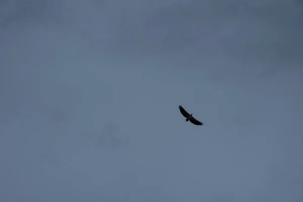 Distancia Cielo Águila Volando Alto Sobre Horizonte Mar — Foto de Stock