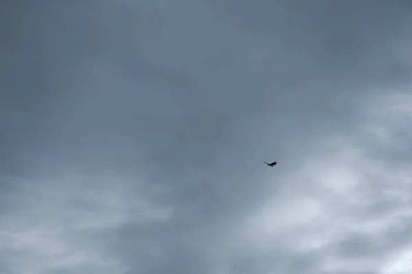 Céu Distância Uma Águia Voando Alto Acima Mar Horizonte — Fotografia de Stock